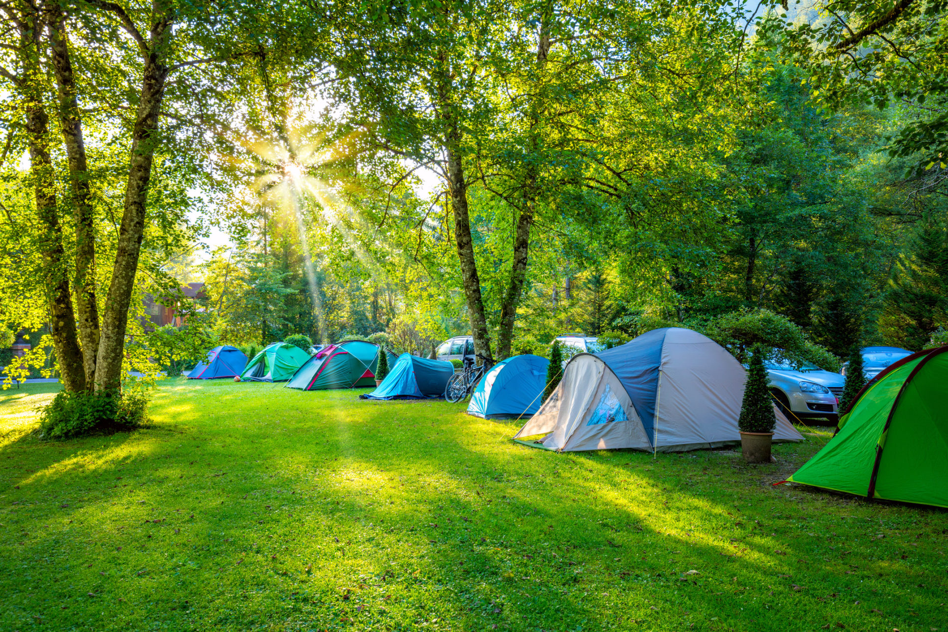 Tents Camping area at early sunny morning, beautiful natural place with big trees and green grass